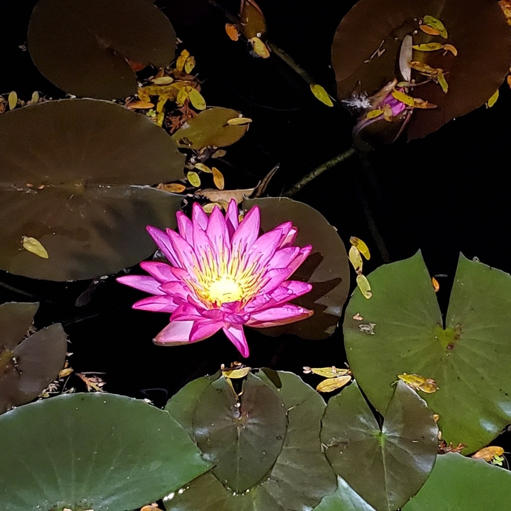 Meet your Posher, Lelia